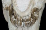 Fossil Oreodont (Merycoidodon) Skull - Wyoming #176526-8